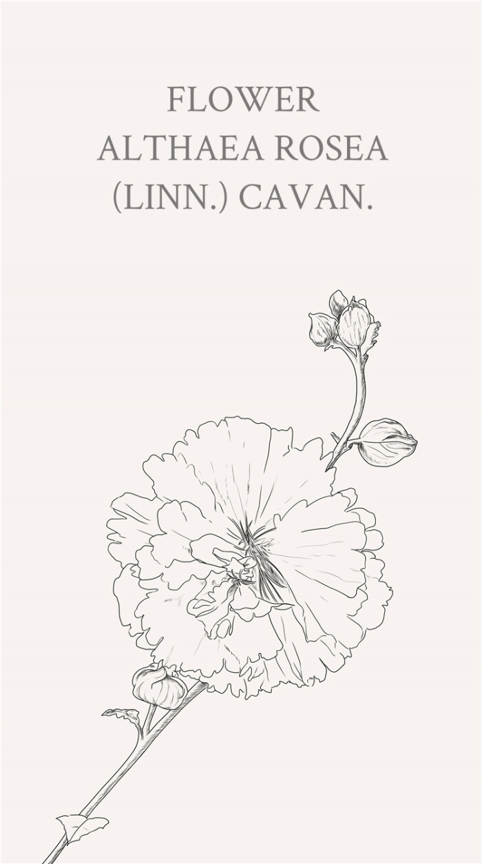 cavan.),别称一丈红,大蜀季,戎葵. 蜀葵花语:梦,温和.