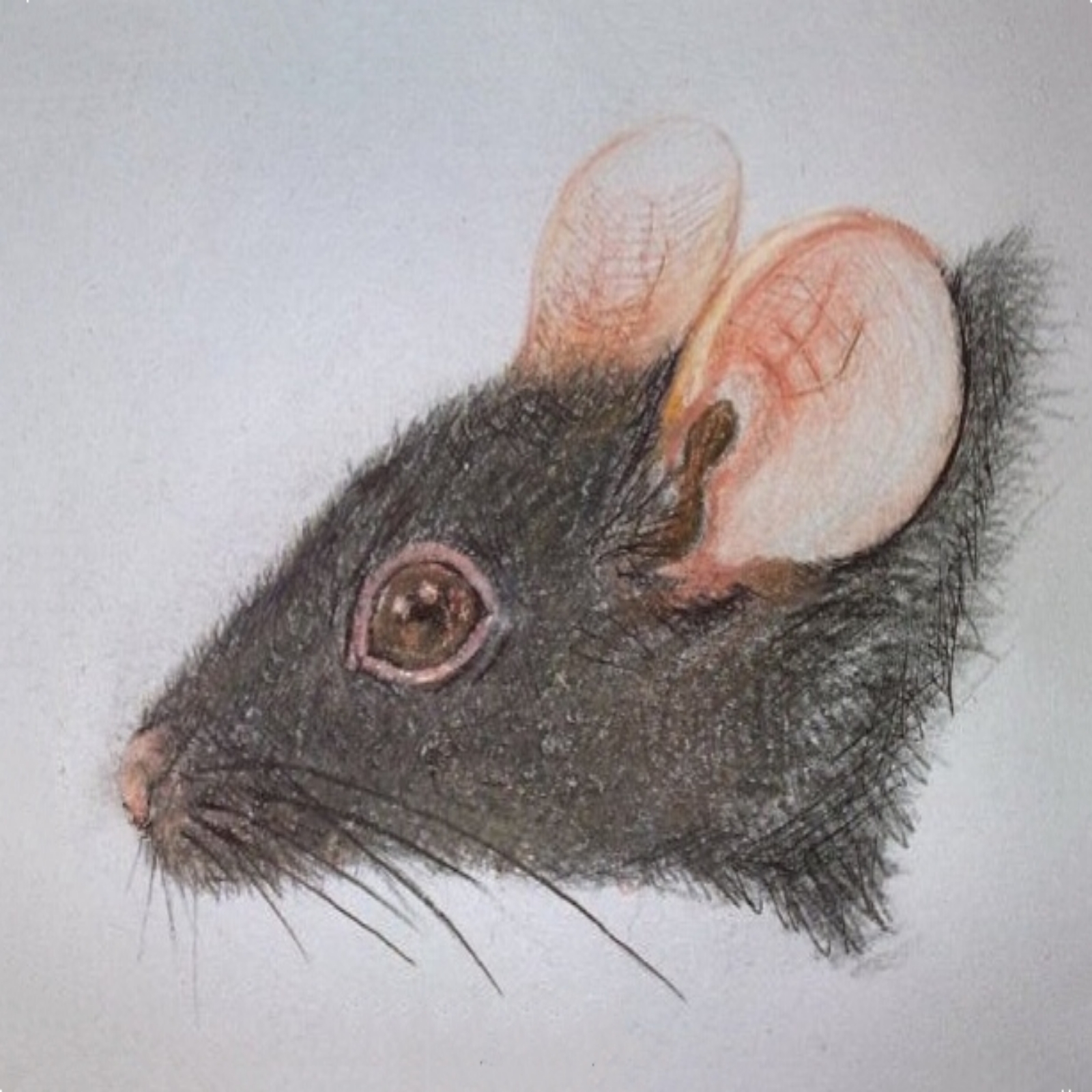 烙画素描老鼠图片图片