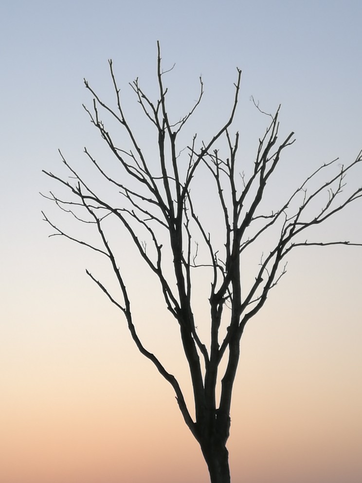 冬日枯树图片
