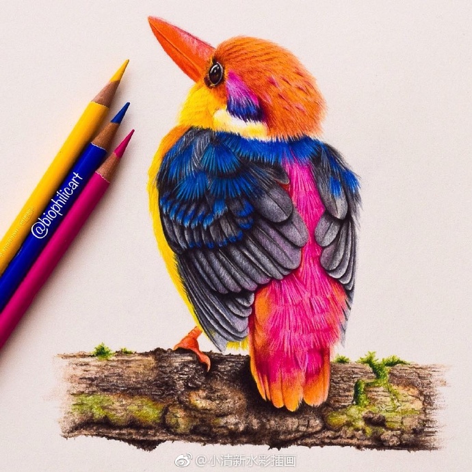 一组逼真手绘彩铅作品~ ins:biophilicart