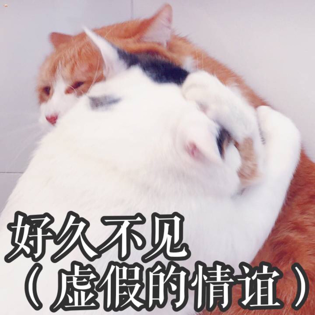表情包 虚假的情谊