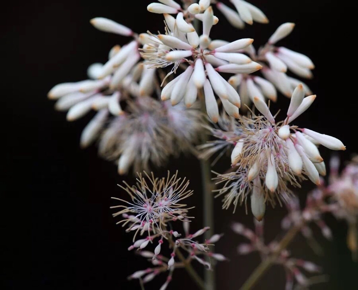 【博落回】学名:macleaya cordata(willd r br.