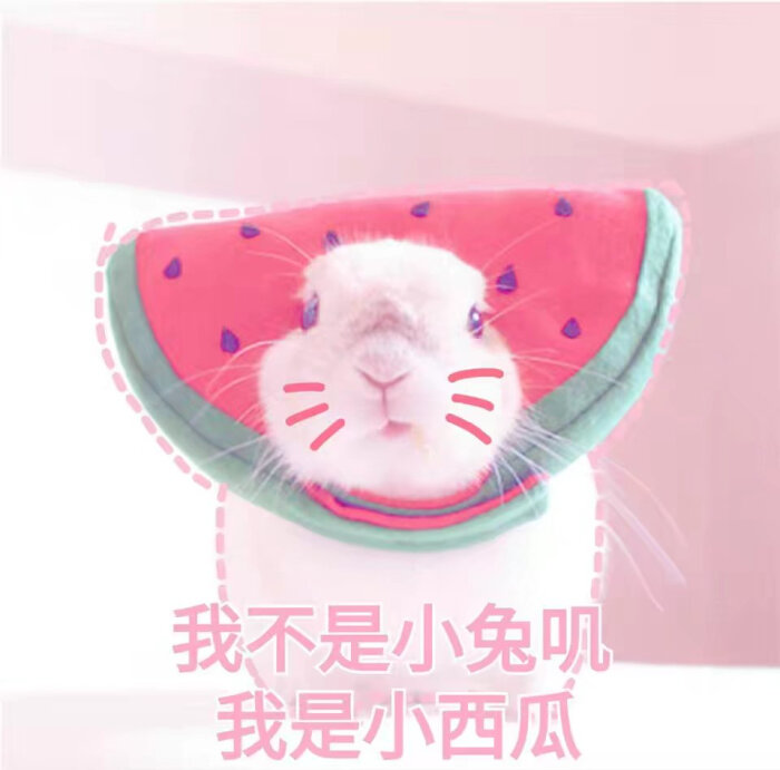 -兔纸镜子-那表情表情包那个吴彦祖的是图片