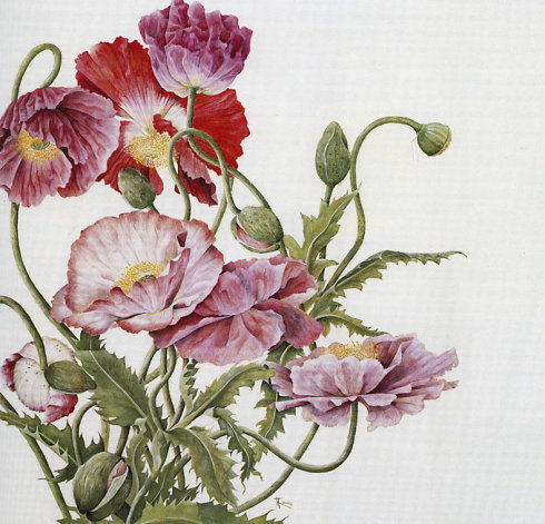 iceland poppies papaver nudic aule 冰岛罂粟花