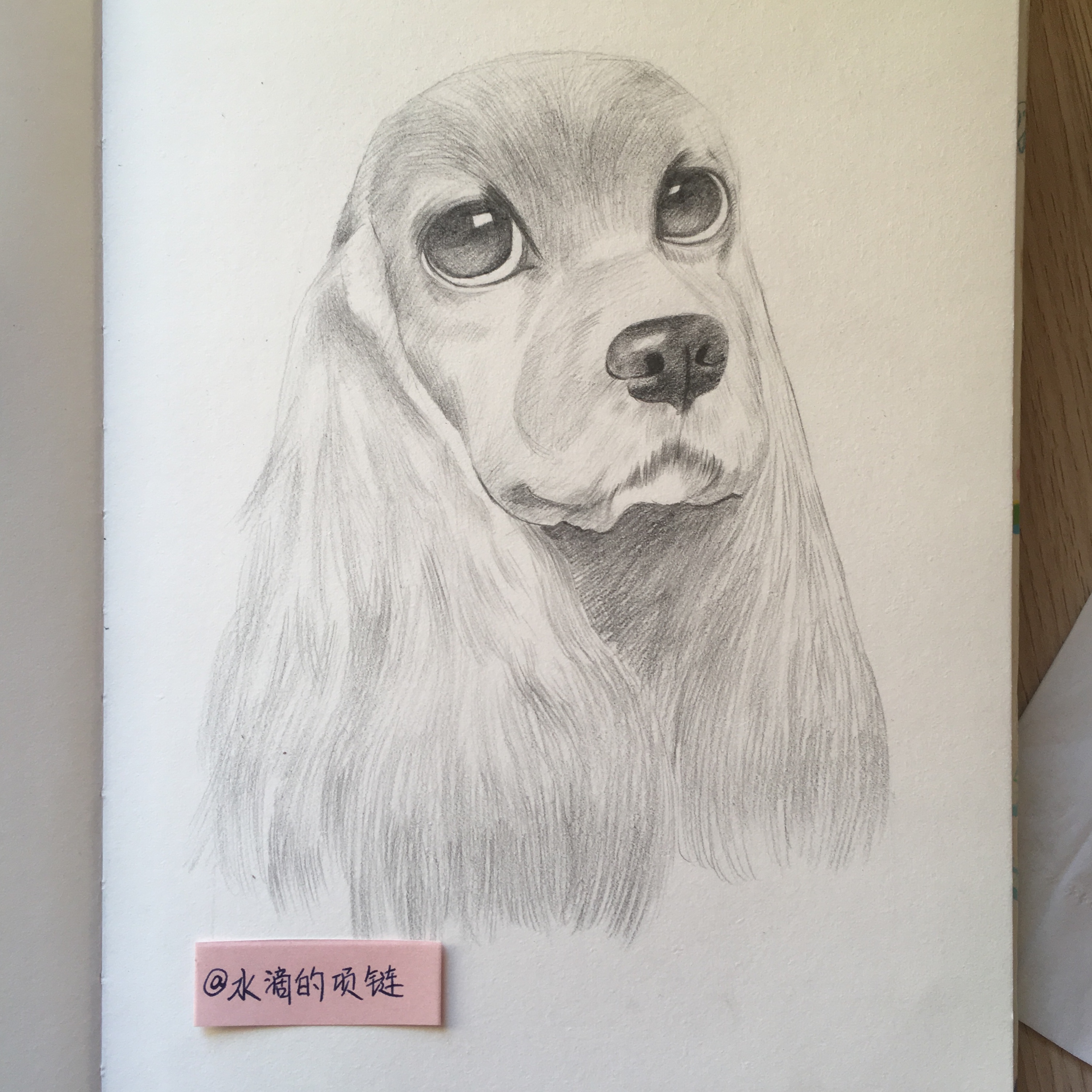 茶杯犬图片素描画图片