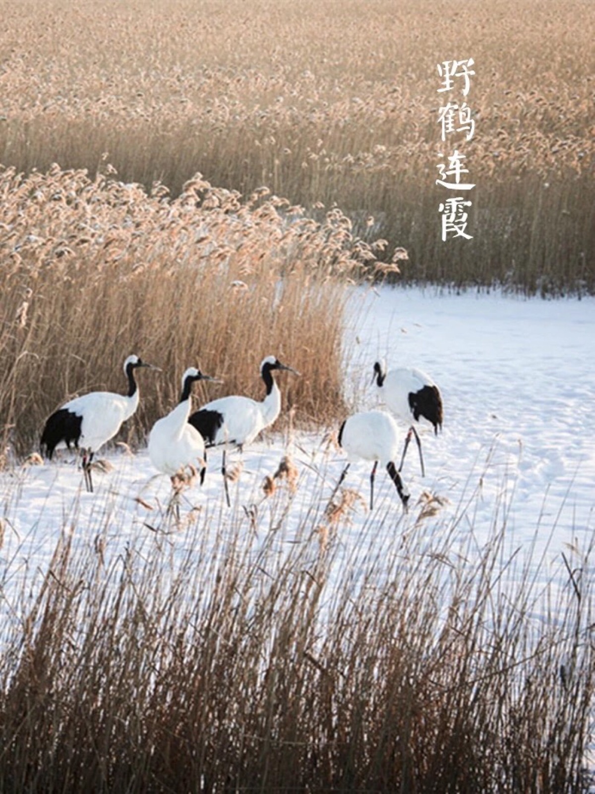 【中国节气:大雪】野鹤连霞,万物覆雪.呵气成霜,大雪封河.
