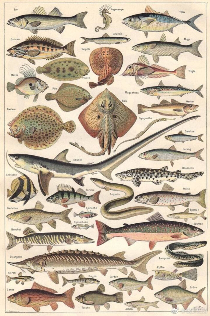 鱼类图谱