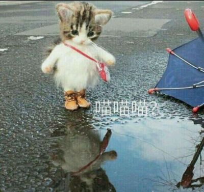 图片猫咪带字聊天表情表情图片大全包可爱图片