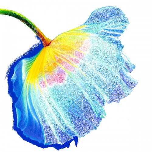 彩铅画〕ester roi美国南加州艺术家和发明家,她将铅笔尖的不同色彩