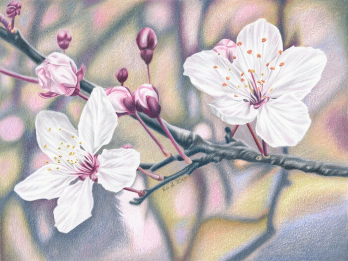 彩铅画樱花风景图片