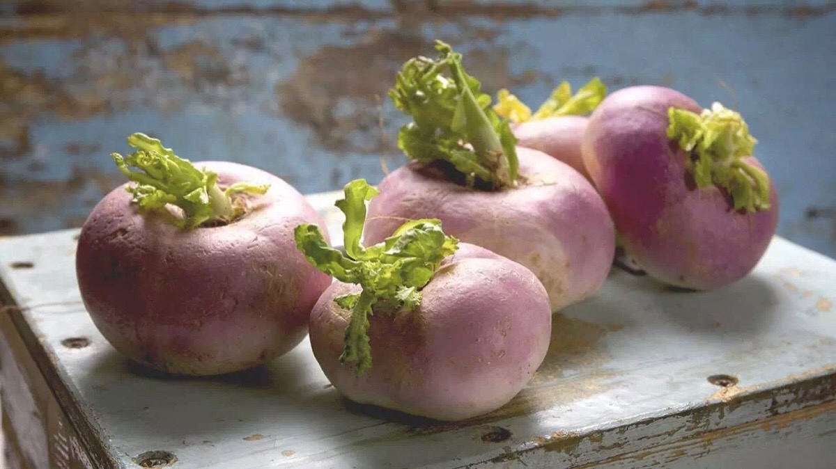 芜菁甘蓝俗称洋疙瘩,洋大头菜,是大头菜(学名:芜菁)和卷心菜的杂交.