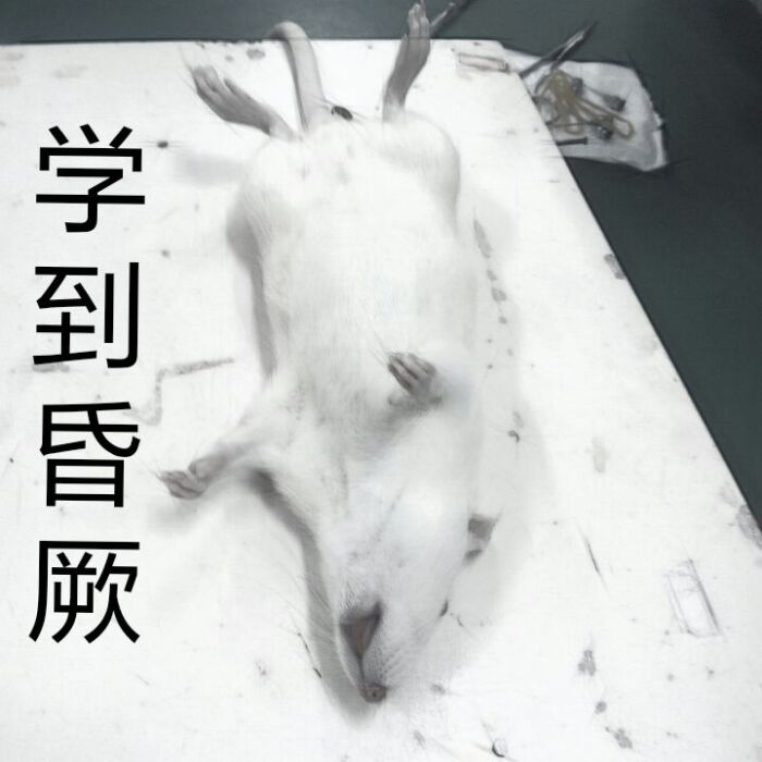 学到昏厥大鼠表情包