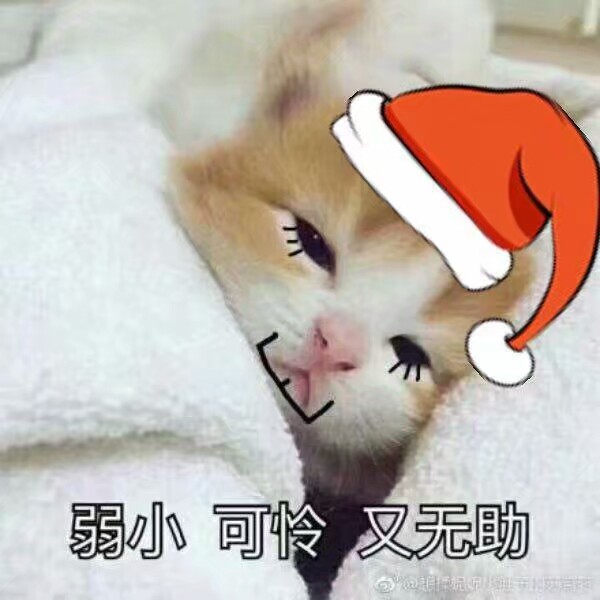 猫图片调皮圣诞节-堆糖,美好生活研究所可爱表情包表情小女孩图片