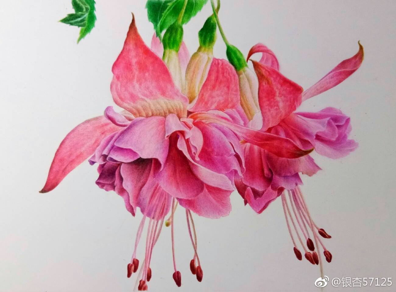 [cp]彩铅花卉——倒挂金钟 [/cp]