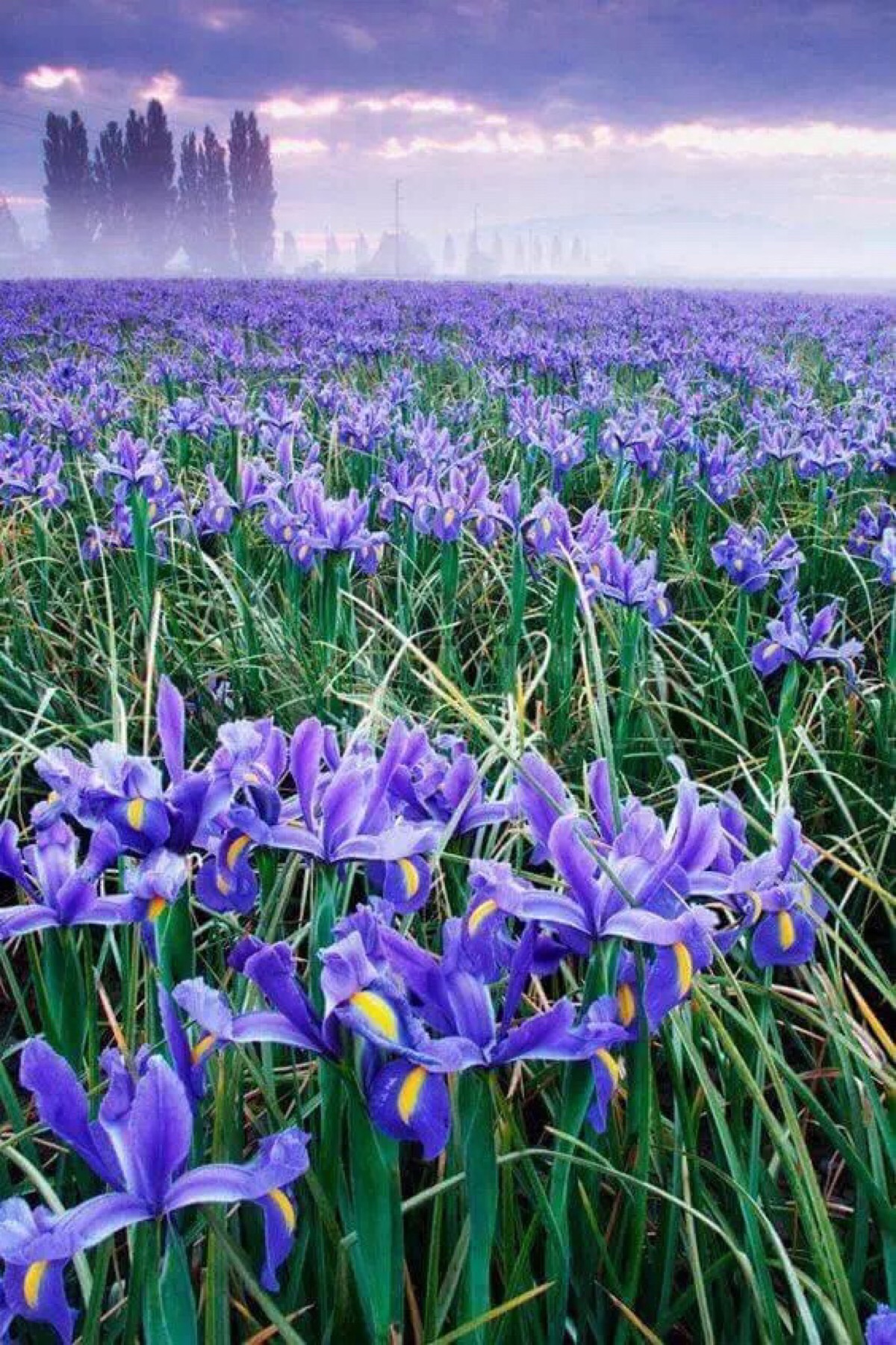 鸢尾是法国的国花,爱浪漫的法国人极爱它,大概也因为它似蓝非蓝,似紫