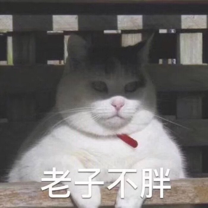 猫/表情包/撒娇/情侣