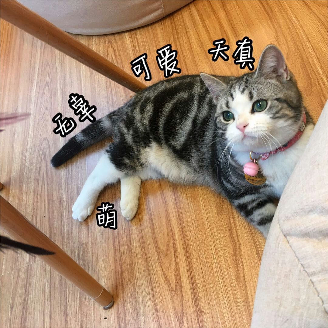 猫奴