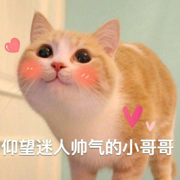 超火的表情包 聊天图片 说说配图 可爱 萌 软妹 猫咪