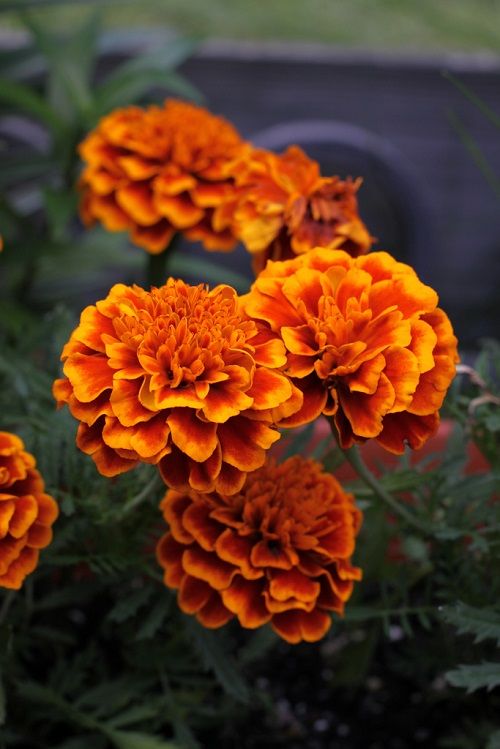 万寿菊(tagetes erecta l)为菊科,原产墨西哥.中国各地均有分布.