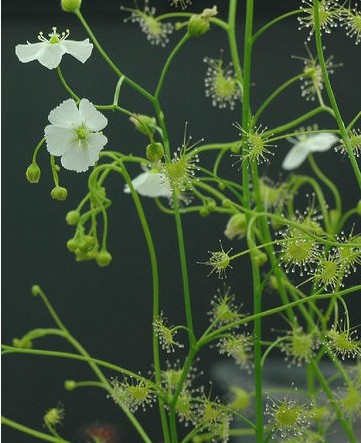光萼茅膏菜(学名:drosera peltata smith var. glabrata y.z.
