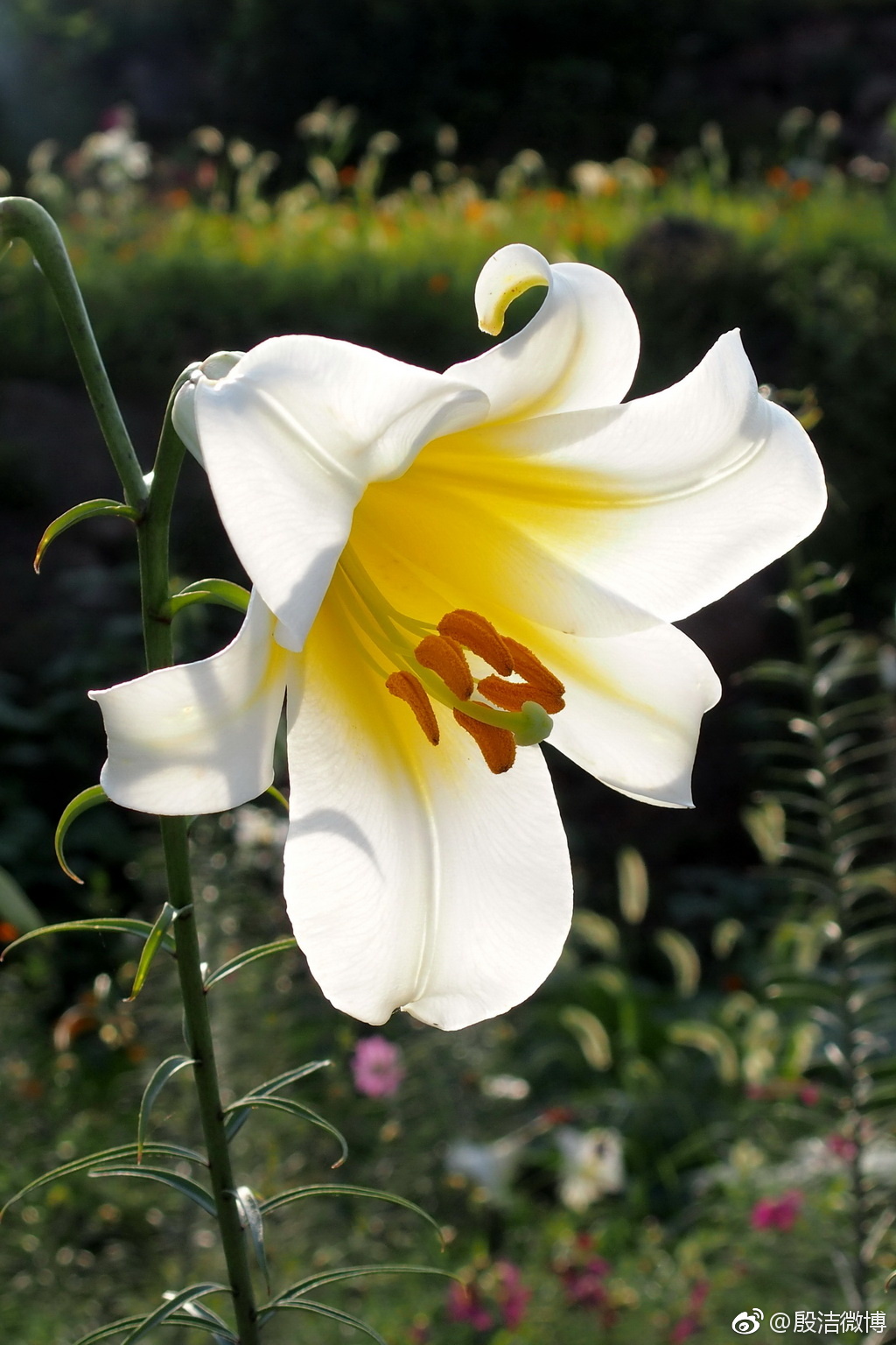 中国最美的高山花卉——泸定百合 lilium sargentiae wilson