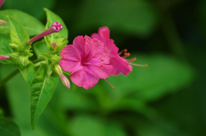 紫茉莉(夜来花)