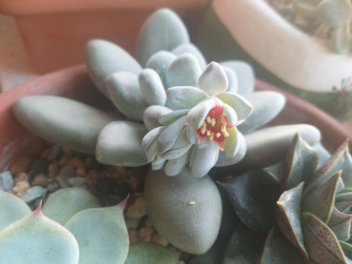 多肉之白美人居然在冬天里开了花