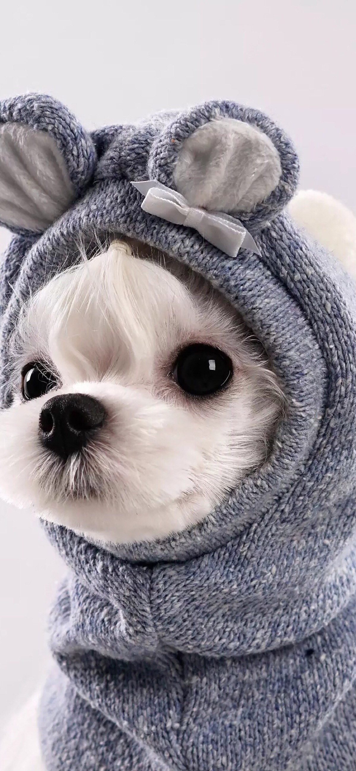 萌狗狗壁纸