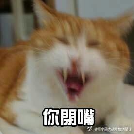 猫咪 超凶 表情包 斗图