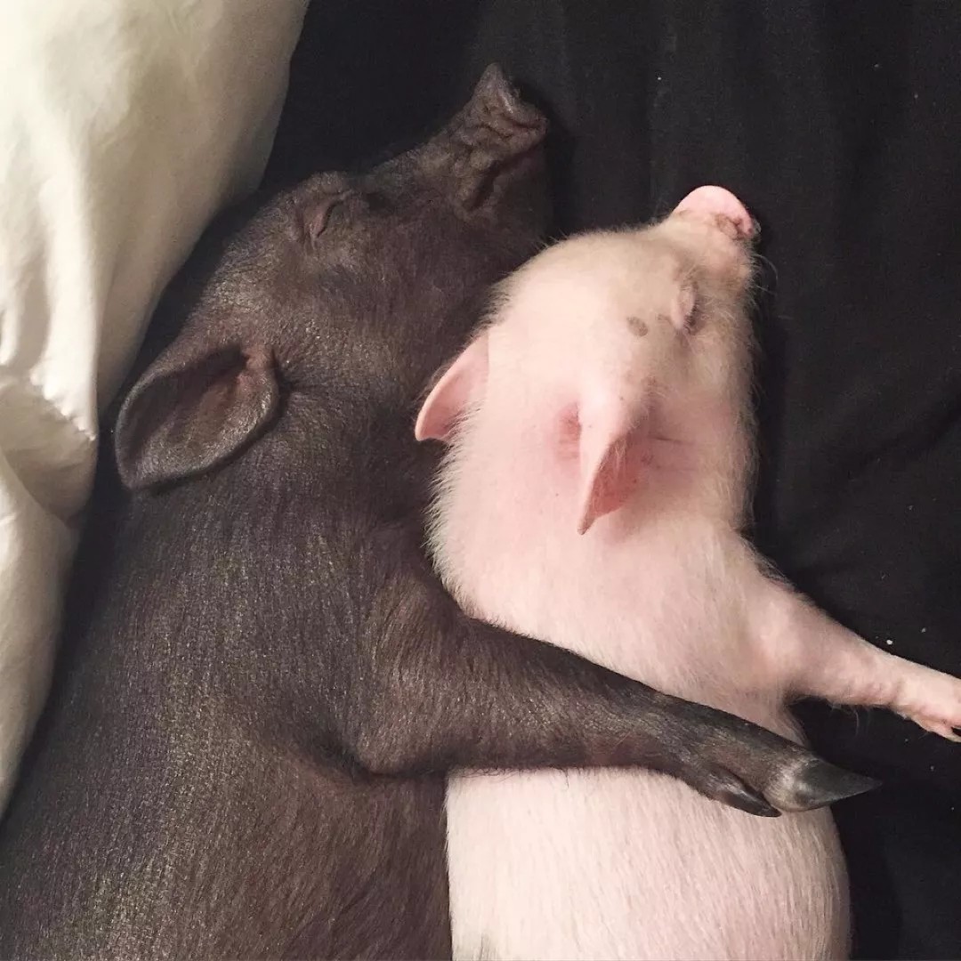 猪猪头像 情头图片