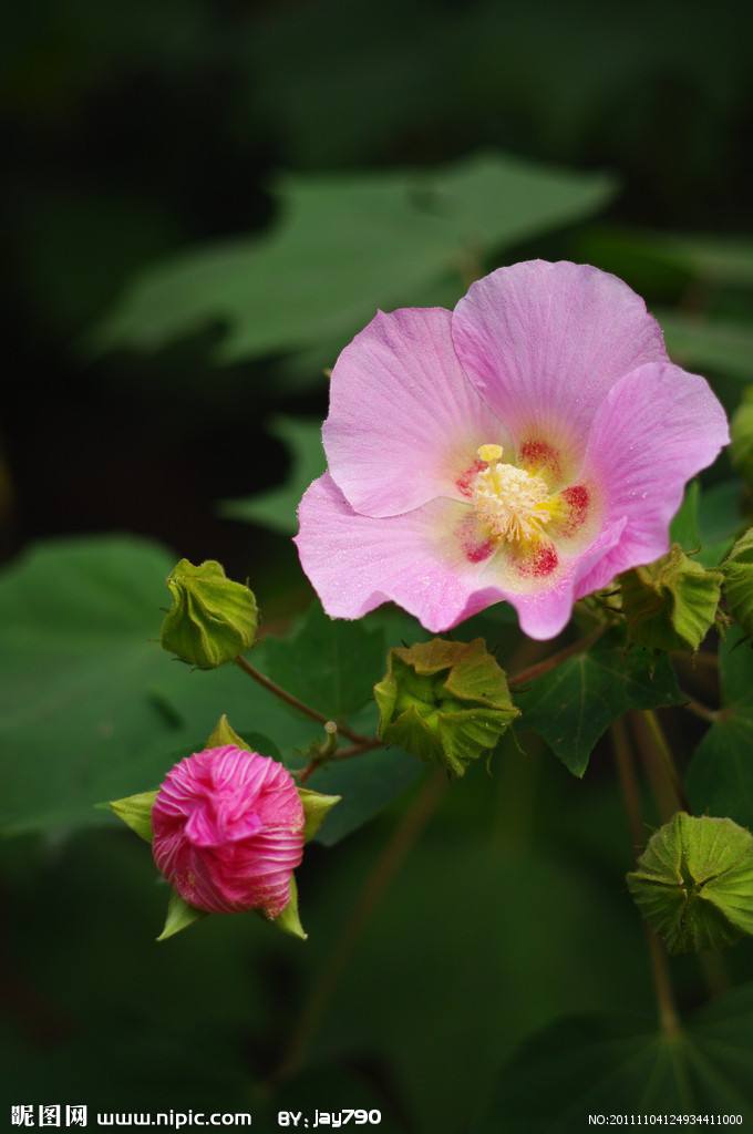 木芙蓉还是成都市市花,其花语为纤细700_1054 竖版 竖屏