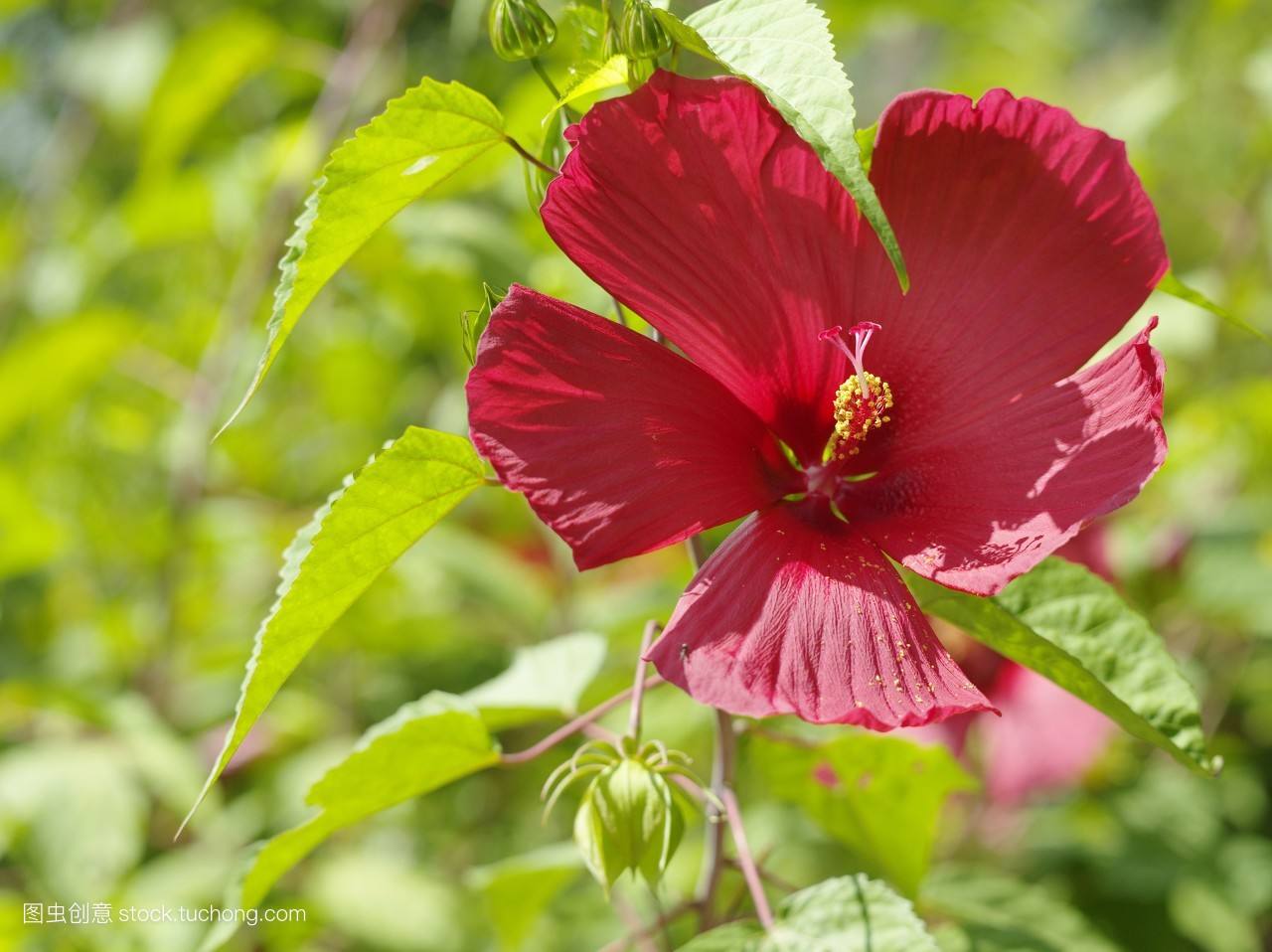 木芙蓉还是成都市市花,其花语为纤细1280_958