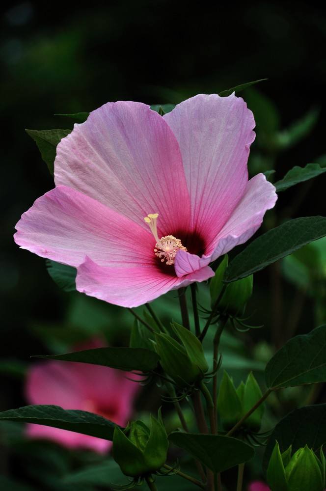 木芙蓉还是成都市市花,其花语为纤细664_1000 竖版 竖屏