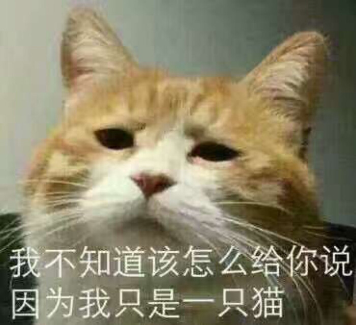 我不知道该怎么跟你说 因为我只是一只猫.