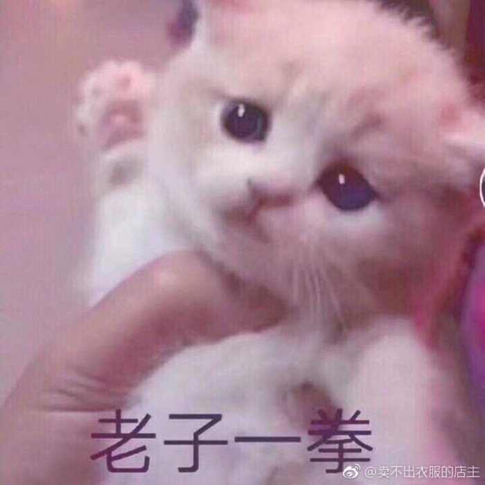 表情一拳猫老子贤惠表情包善良温柔图片