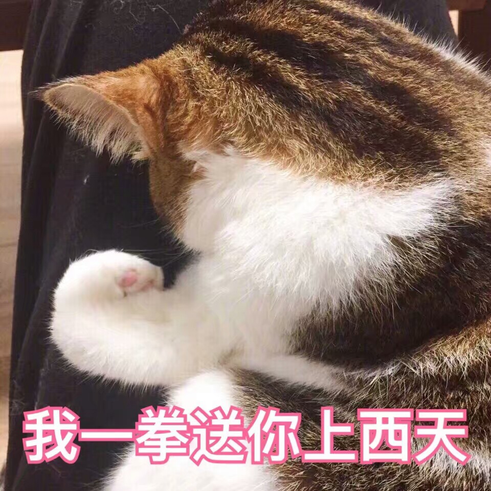 迷迷迷zi 敲可爱猫猫鼻情包