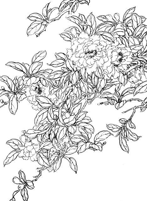 牡丹花线稿