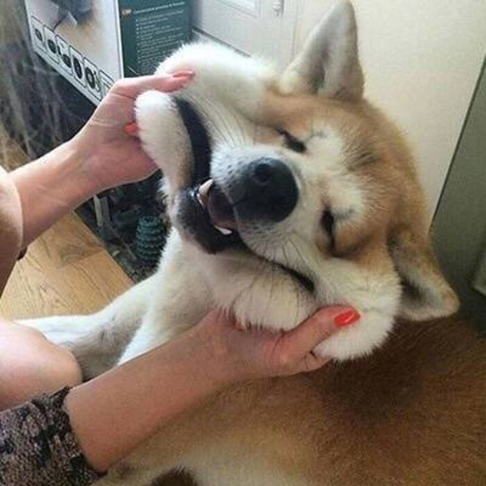 狗子头像