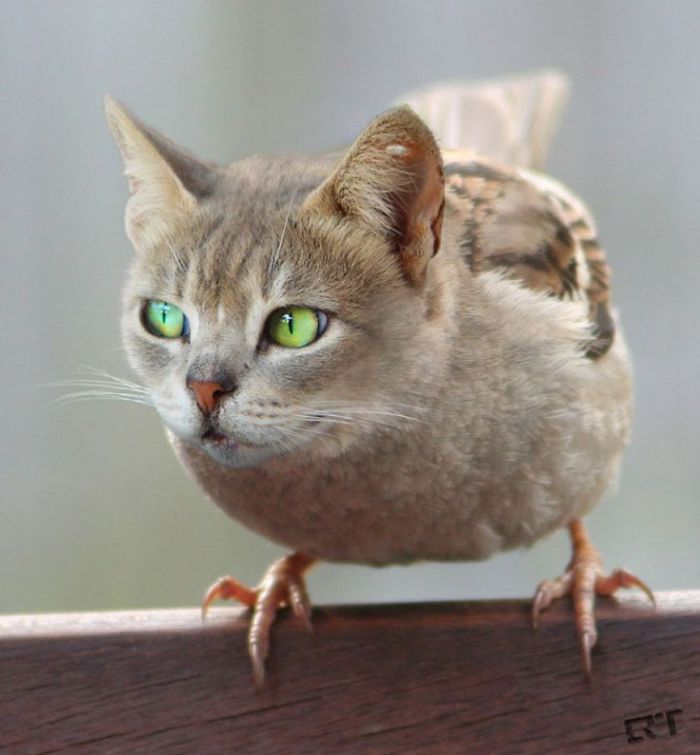 catbird