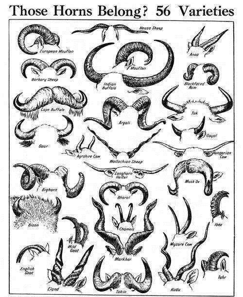 恶魔的角 羊角 鹿角 鬼角 画画临摹素材