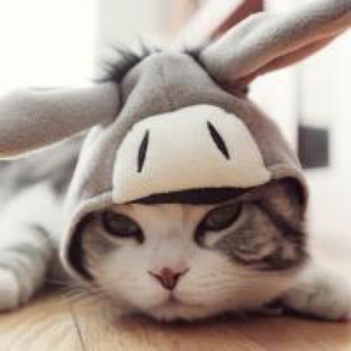 猫咪头像