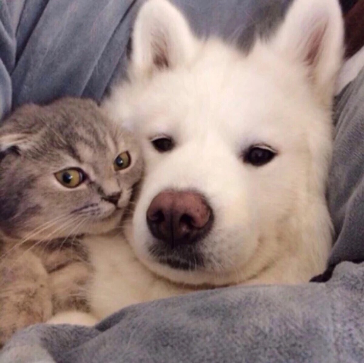 猫咪头像