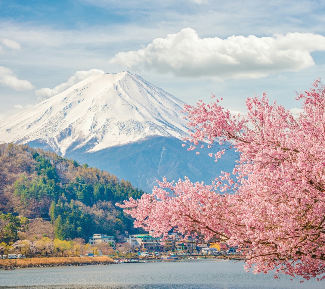 日本樱花