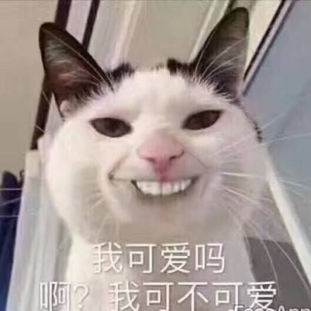 表情表情黑和吾巴扎猫咪包皇图片