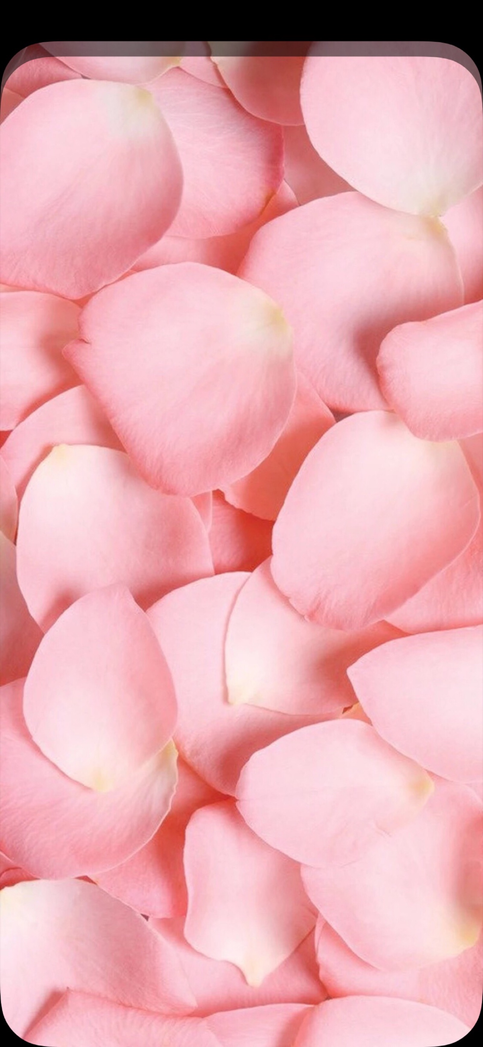 iphonex壁纸 抱图请留赞 玫瑰 花瓣 平铺