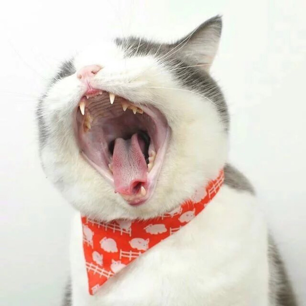 猫 吸猫 头像 表情包 可爱