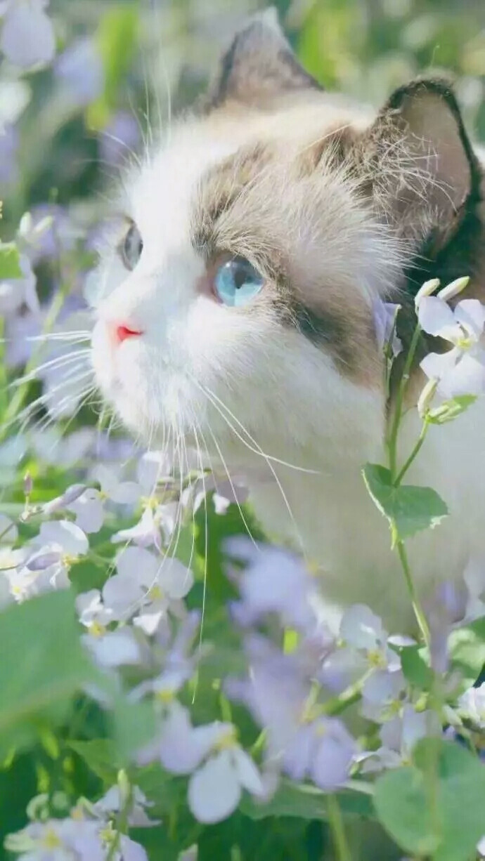 壁纸小清新可爱猫咪 这里卿湄
