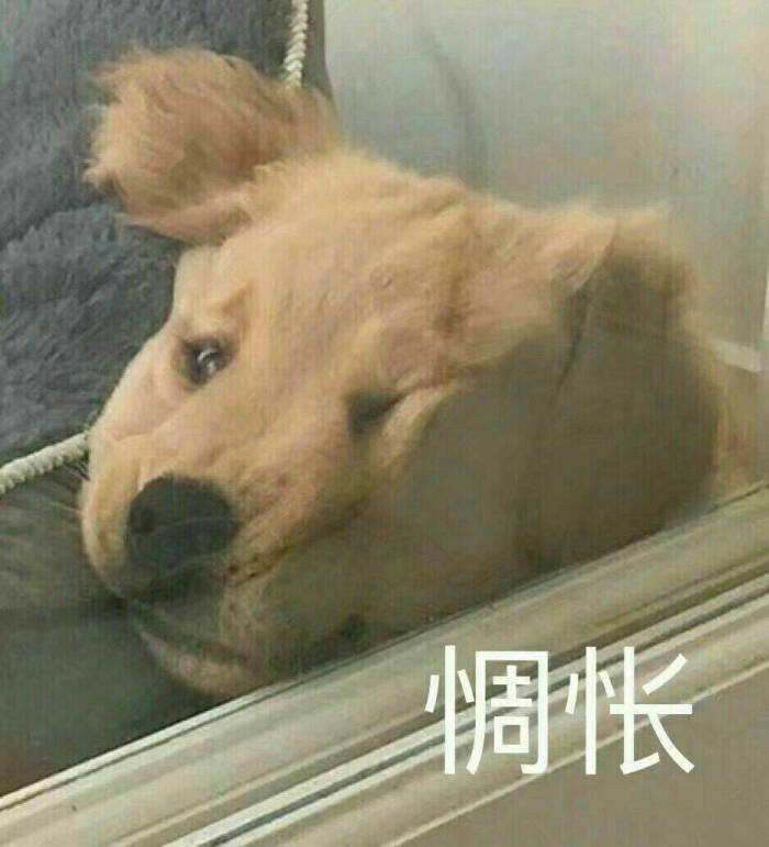 大全表情猫猫狗狗表情可爱萌图搞笑图片表情包动物qq图片