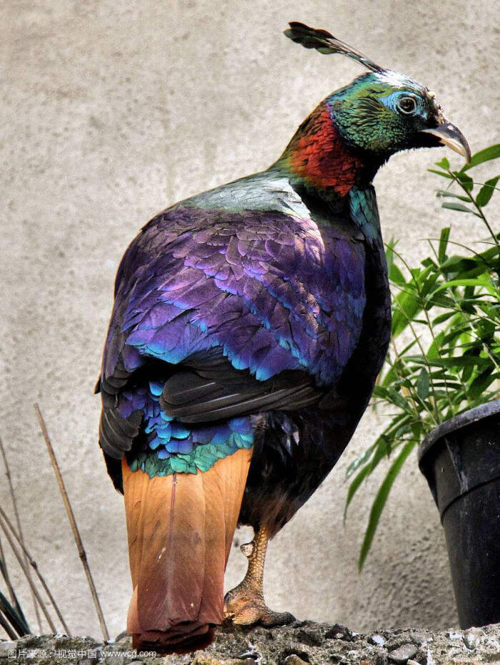 棕尾虹雉(学名:lophophorus impejanus):又名九色鸟,是雉科虹雉属的一