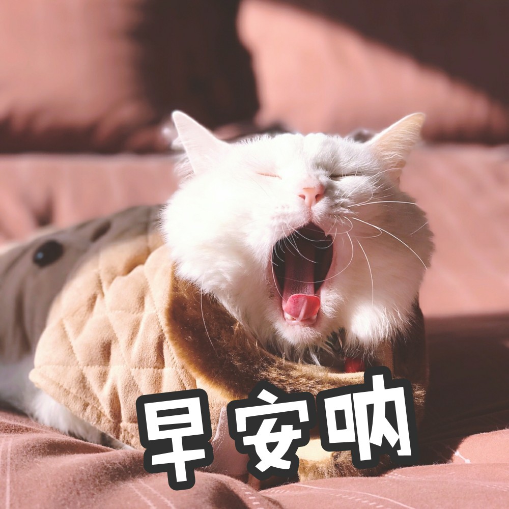 猫咪表情包